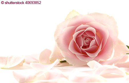 Eine geöffnete Rose im zart-rosa umgeben von zarten Blütenblättern.